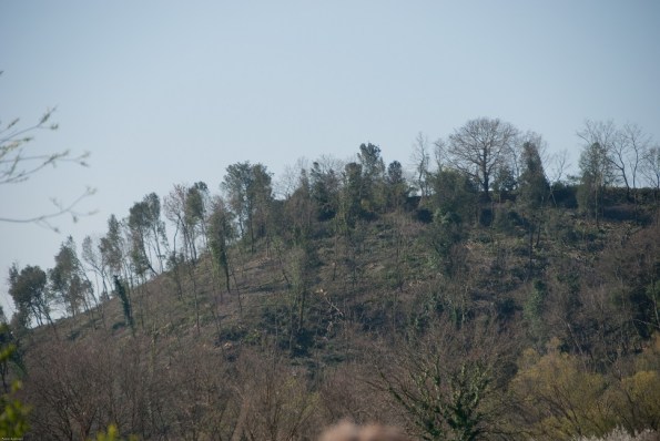 Roma, Castel Romano (riserva naturale Decima-Malafede), tagli boschivi, 2 - Copia