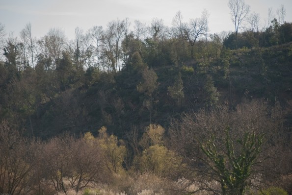 Roma, Castel Romano (riserva naturale Decima-Malafede), tagli boschivi, 3 - Copia