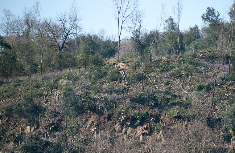 Roma, Castel Romano (riserva naturale Decima-Malafede), tagli boschivi - Copia