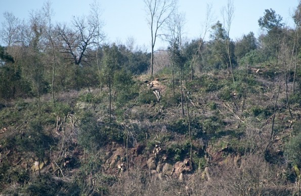 Roma, Castel Romano (riserva naturale Decima-Malafede), tagli boschivi - Copia