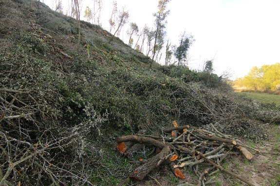 TaglioCastelRomano2018MarsTrigoria10 507 - Copia