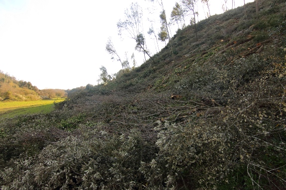 TaglioCastelRomano2018MarsTrigoria10 519 - Copia