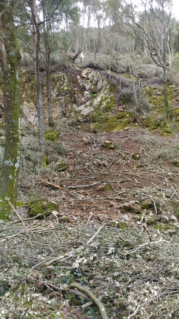 Fluminimaggiore, Arenas, tagli boschivi (aprile 2018) (2) - Copia