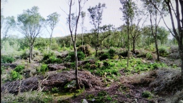 Fluminimaggiore, Arenas, tagli boschivi (aprile 2018) - Copia