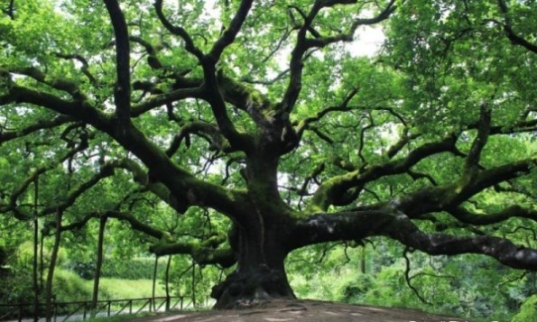 querciadipinocchio_fratus_2013copia