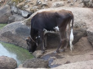 Baunei, Golgo As Piscinas, Bovino all'abbeverata (così era prima della realizzazione della recinzione)