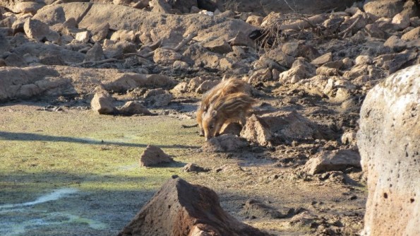 Baunei, Golgo As Piscinas, Cinghialetti all'abbeverata (così era prima della realizzazione della recinzione)