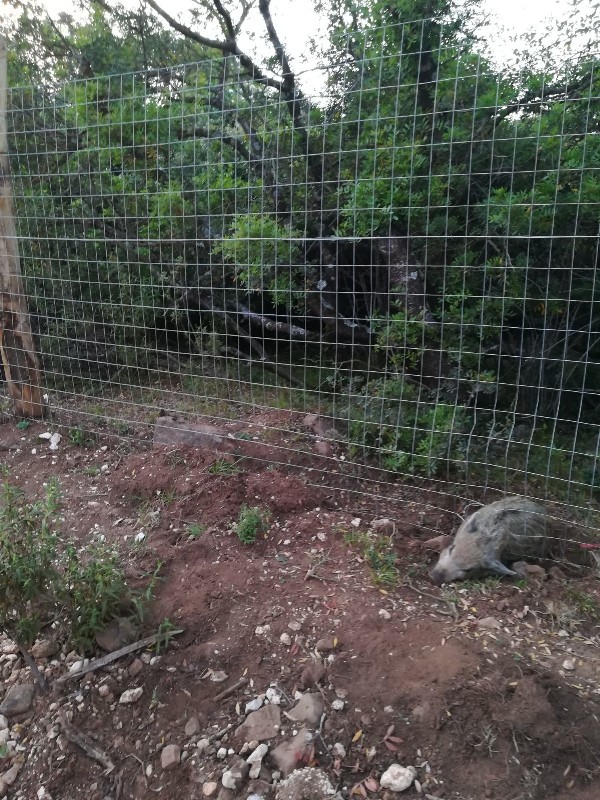 Baunei, Golgo As Piscinas, Cinghialetto morto nel tentativo di superare la recinzione (giugno 2018) - Copia
