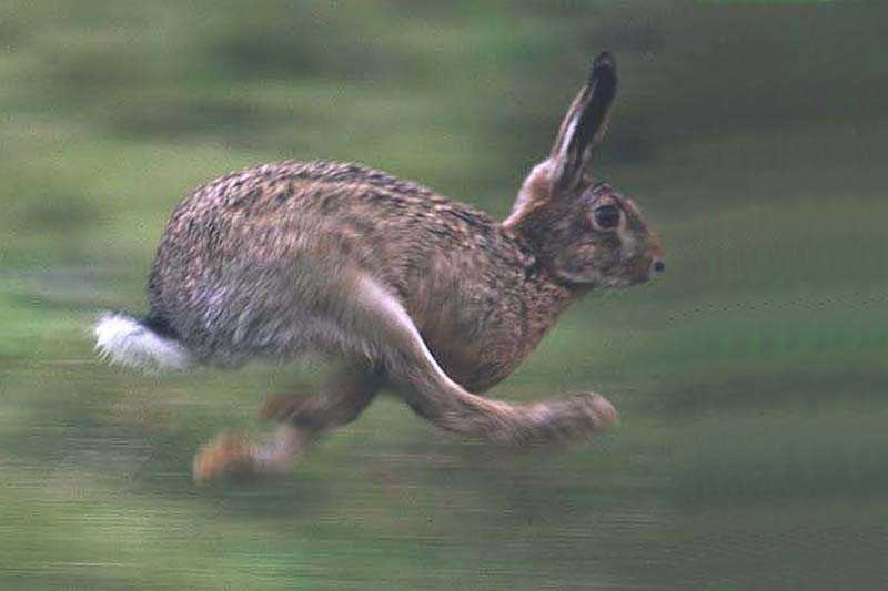 Lepre sarda (foto Raniero Massoli Novelli)