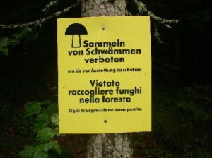 funghi_divieto_1